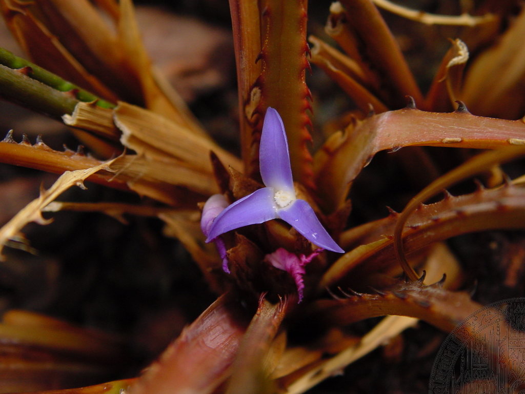 Bromeliaceae image