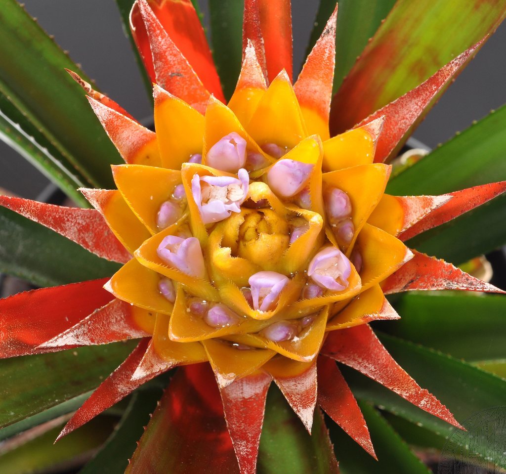 Bromeliaceae image