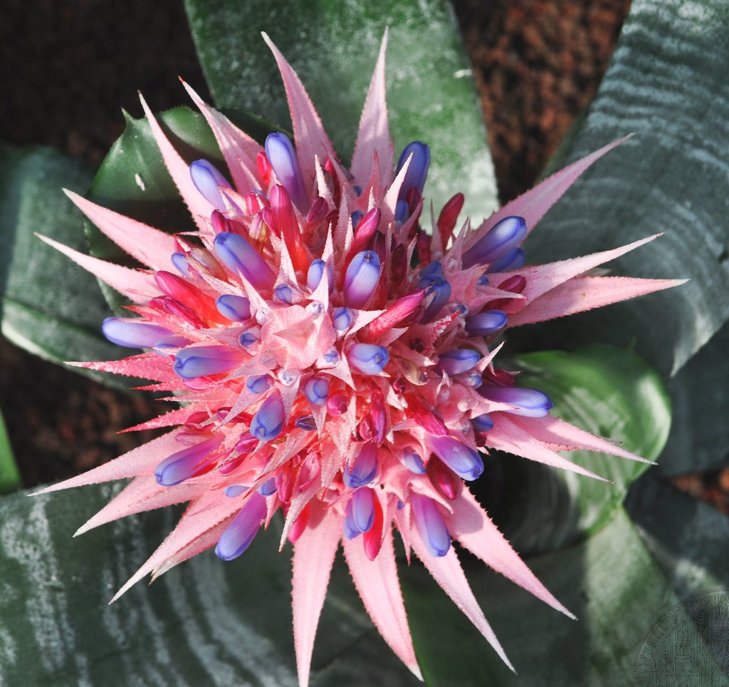 Bromeliaceae image