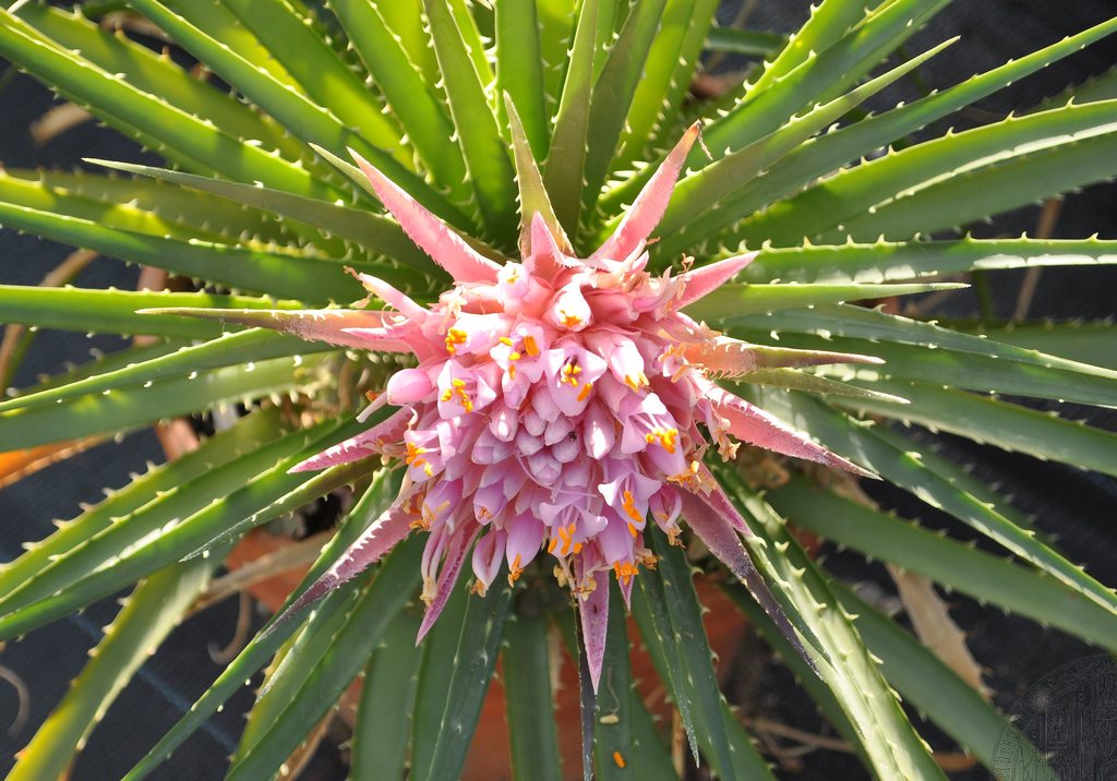 Bromeliaceae image